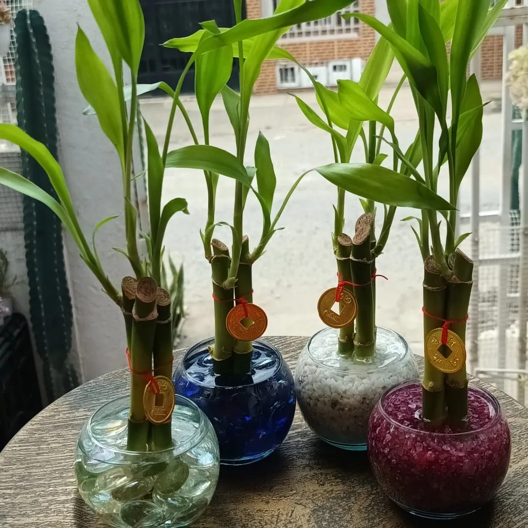 🌿 Bambú Decorativo