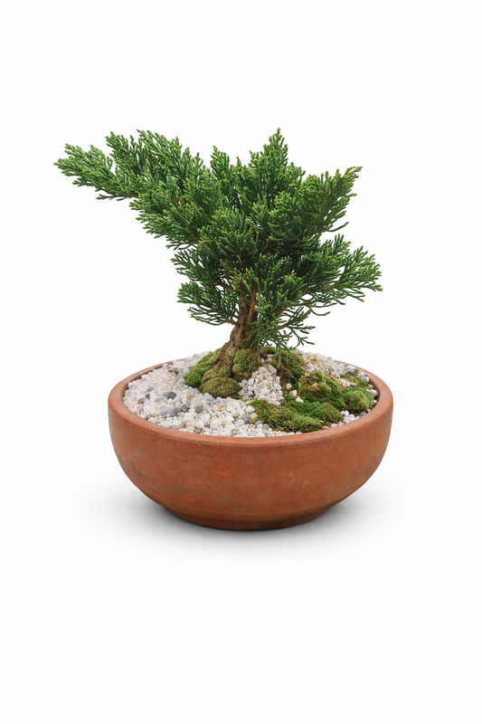 🌿 Mini Bonsái
