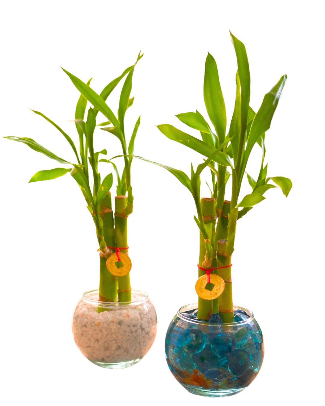 🌿 Bambú Decorativo