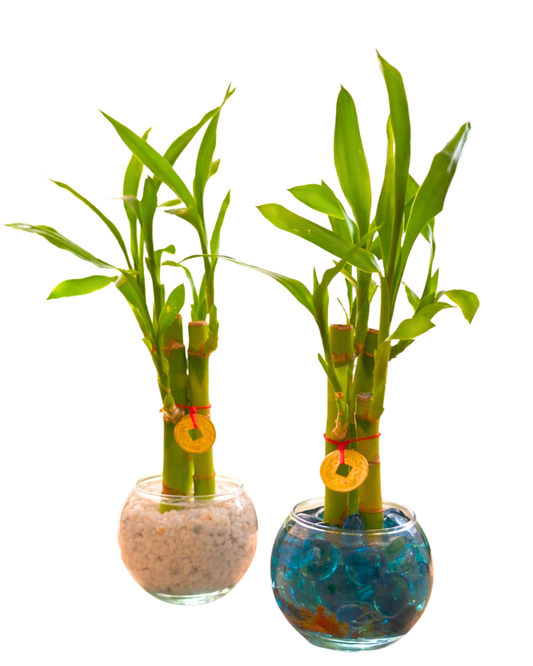 🌿 Bambú Decorativo