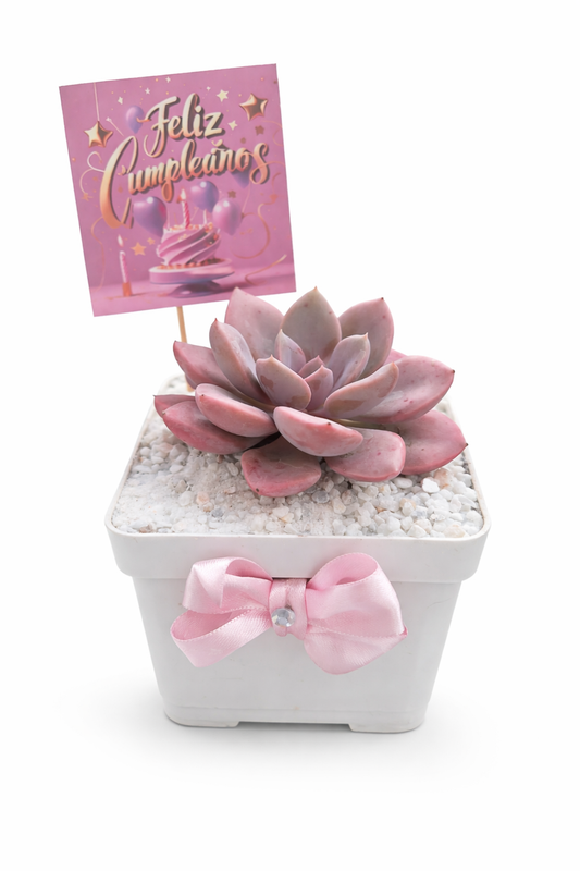 🌿 Suculenta colorida