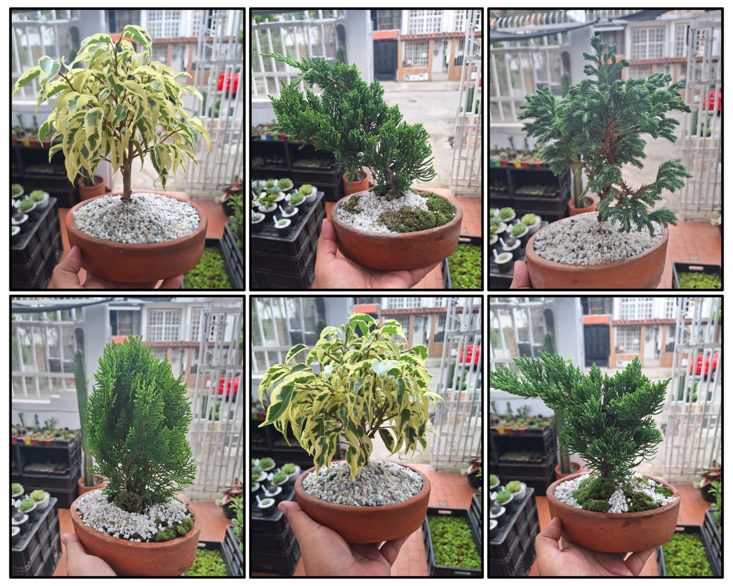 🌿 Mini Bonsái