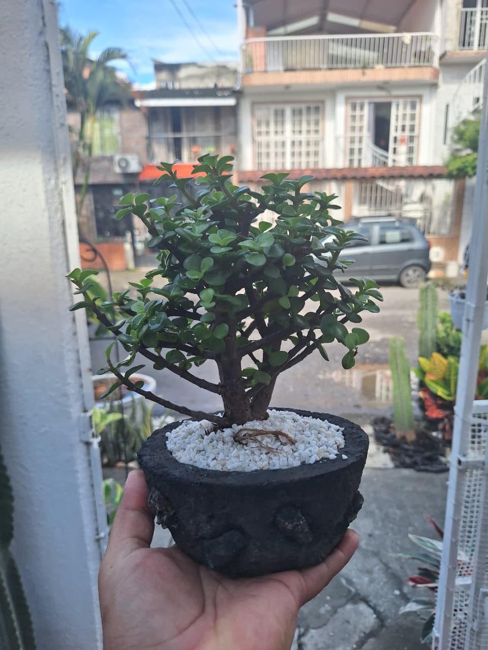 🌿 Mini Bonsái