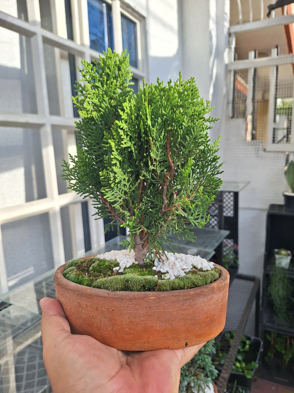🌿 Mini Bonsái