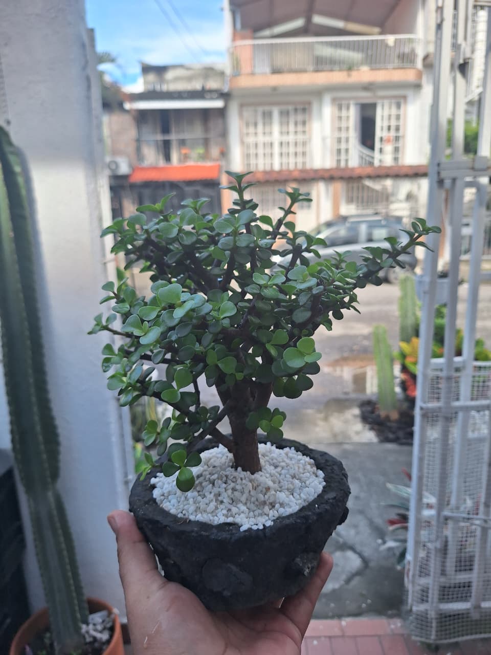 🌿 Mini Bonsái