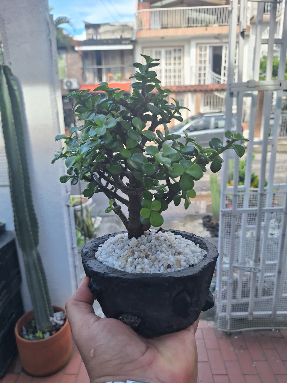 🌿 Mini Bonsái